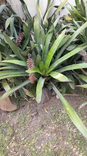 Bromeliads for sale