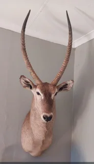 Waterbuck trofee head