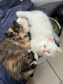 Persian kittens 1 Female and 1 Male