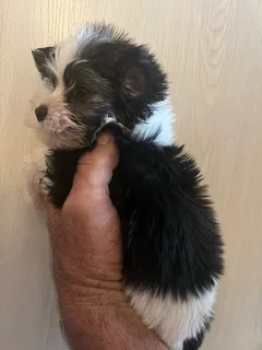 Registered Yorkshire Terrier Yorkie Biewer Traditional Merle puppies