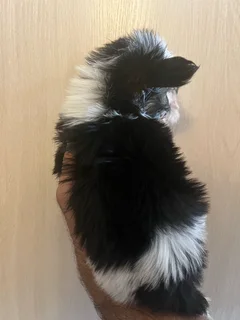 Registered Yorkshire Terrier Yorkie Biewer Traditional Merle puppies