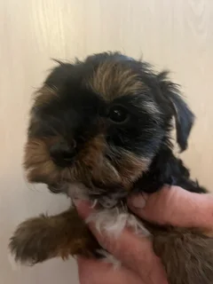 Registered Yorkshire Terrier Yorkie Biewer Traditional Merle puppies