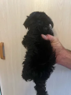 Registered Yorkshire Terrier Yorkie Biewer Traditional Merle puppies