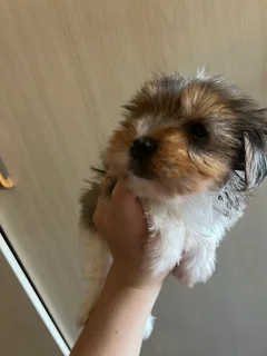 Registered Yorkshire Terrier Yorkie Biewer Traditional Merle puppies