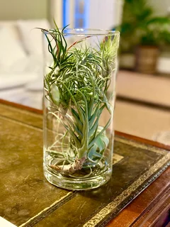 Exceptionally Rare Air Plant Collection / Display