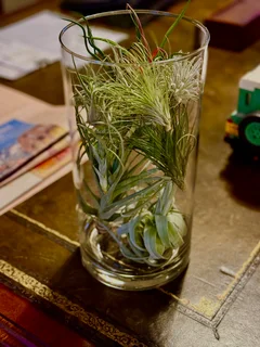 Exceptionally Rare Air Plant Collection / Display
