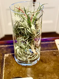 Exceptionally Rare Air Plant Collection / Display
