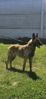 Belgian Malinois female