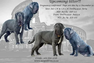 Neapolitan Mastiff puppies