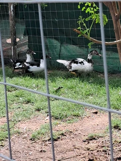 Next season DUCKS AND DRAKES