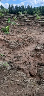 CLEAN Rubble and soil wanted