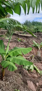 CLEAN Rubble and soil wanted