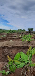 Special request for soil and clean rubble