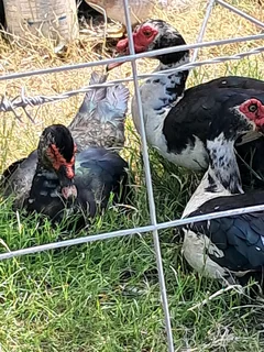 Free range Muscovies