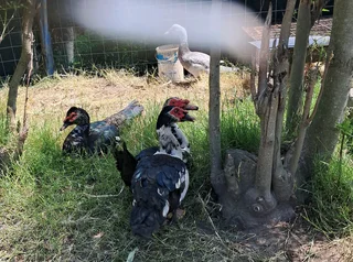 Muscovy drakes