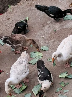 Muscovy drakes