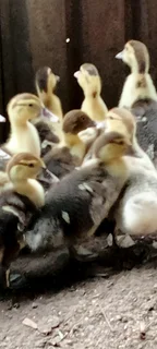 Muscovy ducklings