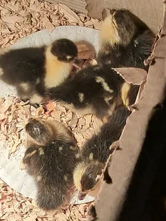 Day old ducklings