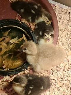 Day old ducklings