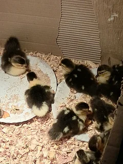 Day old ducklings