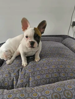 French Bulldog Puppies