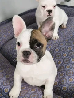 French Bulldog Puppies