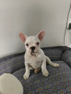 French Bulldog Puppies
