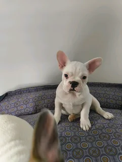 French Bulldog Puppies