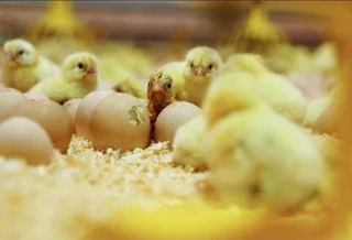 Day old broiler chicks