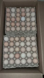 Farm Fresh Eggs