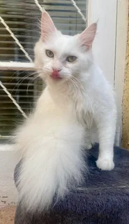 Registered White Mainecoon