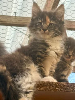 Registered Mainecoon Kittens