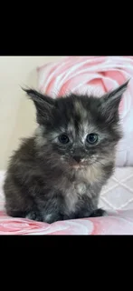 Mainecoon kittens