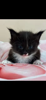 Mainecoon kittens