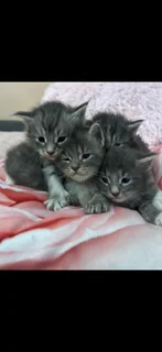 Mainecoon kittens