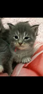 Mainecoon kittens