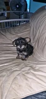 Yorkie pups 10weeks 1male