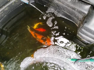 Koi fish