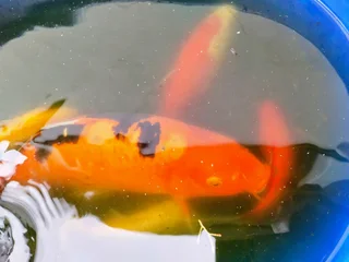 Koi fish