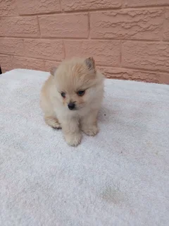 Pomeranian Puppy for sale
