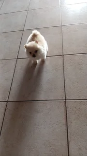 Pomeranian female Puppy for sale