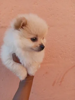 Pomeranian female Puppy for sale