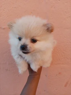 Pomeranian female Puppy for sale
