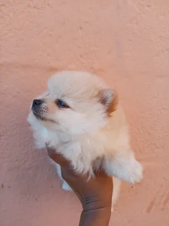 Pomeranian female Puppy for sale
