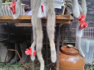 Monkey Tail In Bloom, Before/after.  Lovely Christmas Gift.  For Sale At Sea View