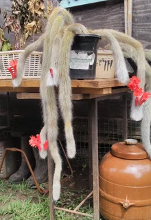 MONKEY TAIL IN BLOOM, BEFORE/AFTER.  LOVELY CHRISTMAS GIFT.  FOR SALE AT SEA VIEW