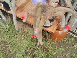 MONKEY TAIL IN BLOOM, BEFORE/AFTER.  LOVELY CHRISTMAS GIFT.  FOR SALE AT SEA VIEW