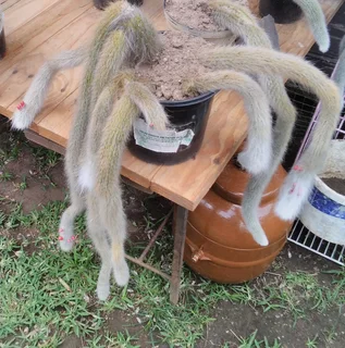 MONKEY TAIL IN BLOOM, BEFORE/AFTER.  LOVELY CHRISTMAS GIFT.  FOR SALE AT SEA VIEW