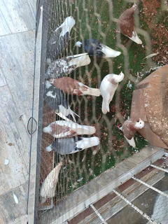 Roller pigeons for sale