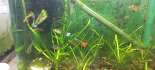 Guppies for sale